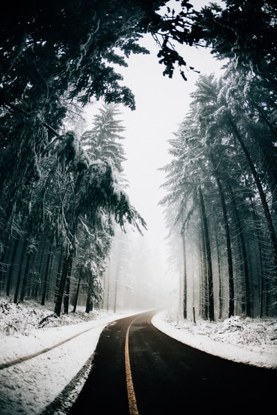 雪树之间的柏油路